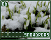 snowdrops06.gif