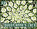 queenanneslace03.gif