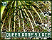 queenanneslace13.gif