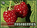 raspberries16.gif