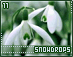 snowdrops11.gif