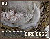 birdeggs04.gif