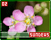 sundews02.gif