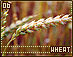 wheat06.gif