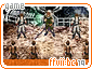 ffviibc19