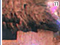 peace11.gif
