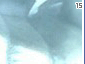 always15.gif