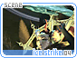 icestrike04.gif