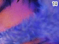promise14.gif